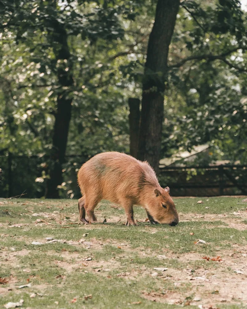 Capybaras along the shore, Brazil