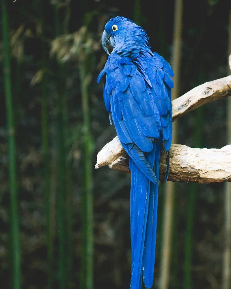 The hyacinth macaw, Brazil