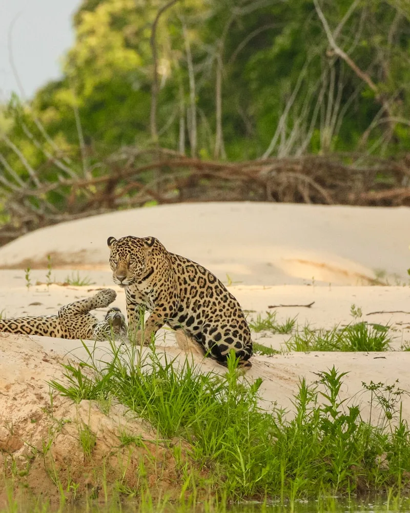 A jaguar on the riverbank, Brazil