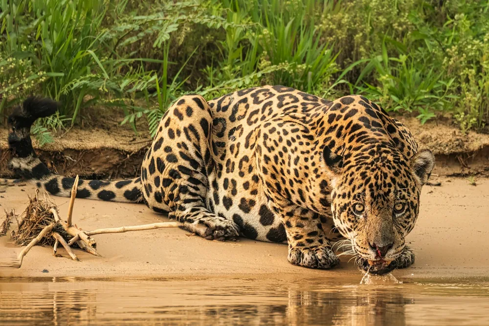 The Pantanal