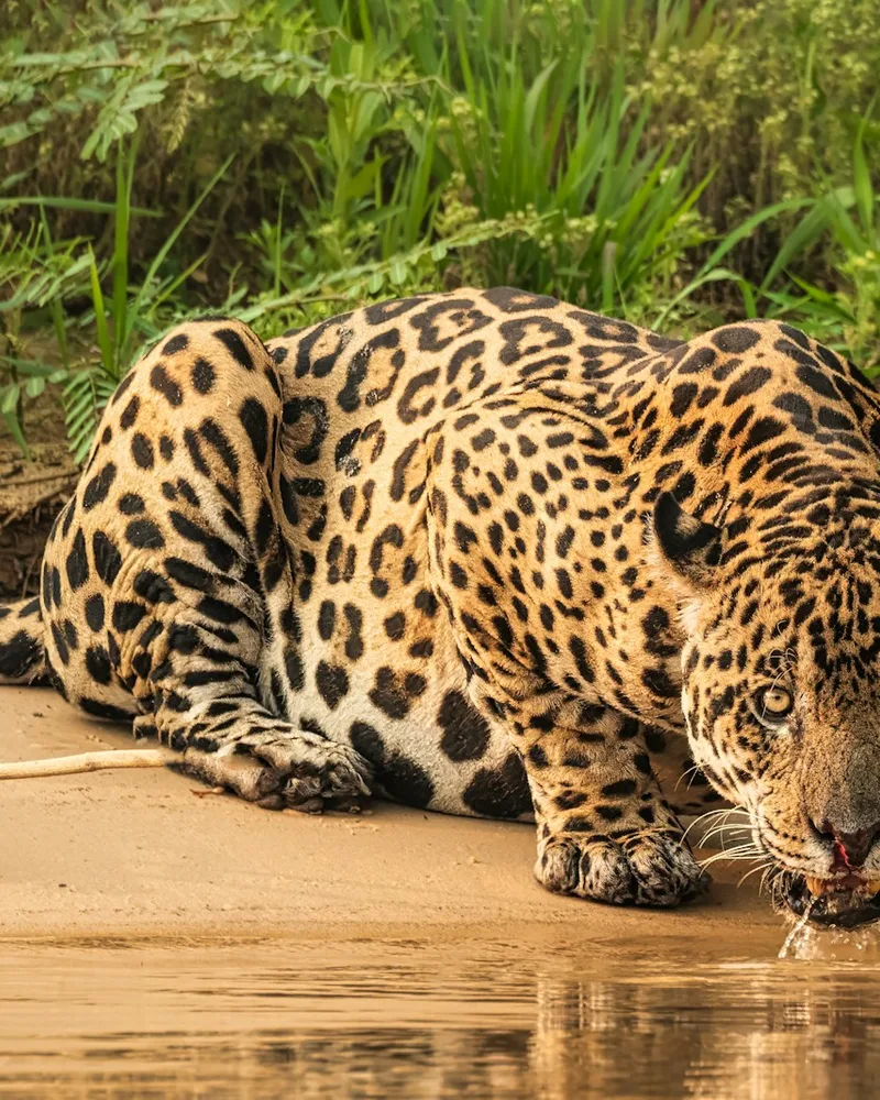 The Pantanal