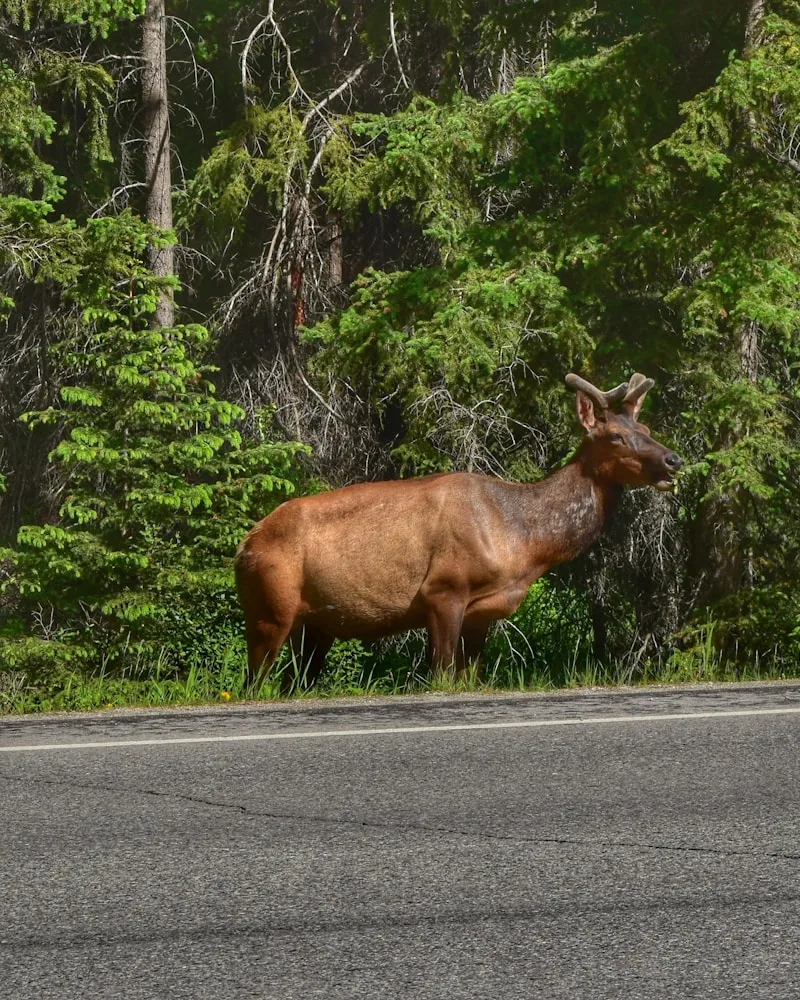 Rocky Mountain wildlife, Canada