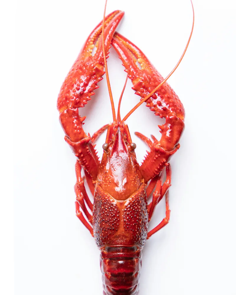 A fresh lobster feast, Canada