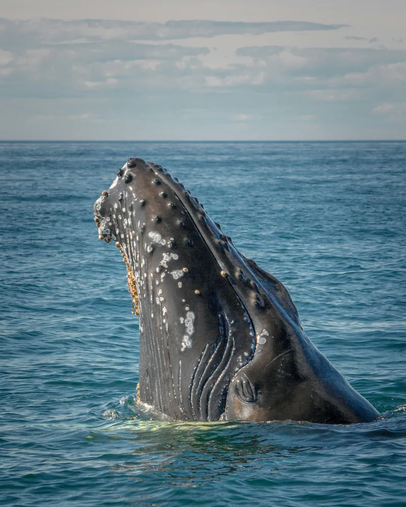 Whale watching on the Atlantic, Canada