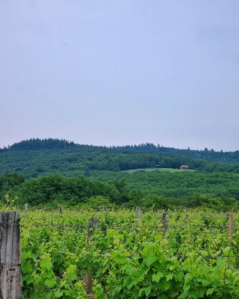 The Niagara wine country, Canada