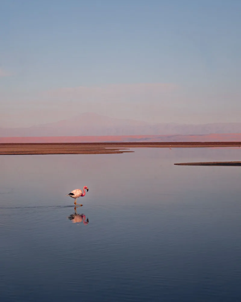 Flamingos on the Salar de Atacama, Chile