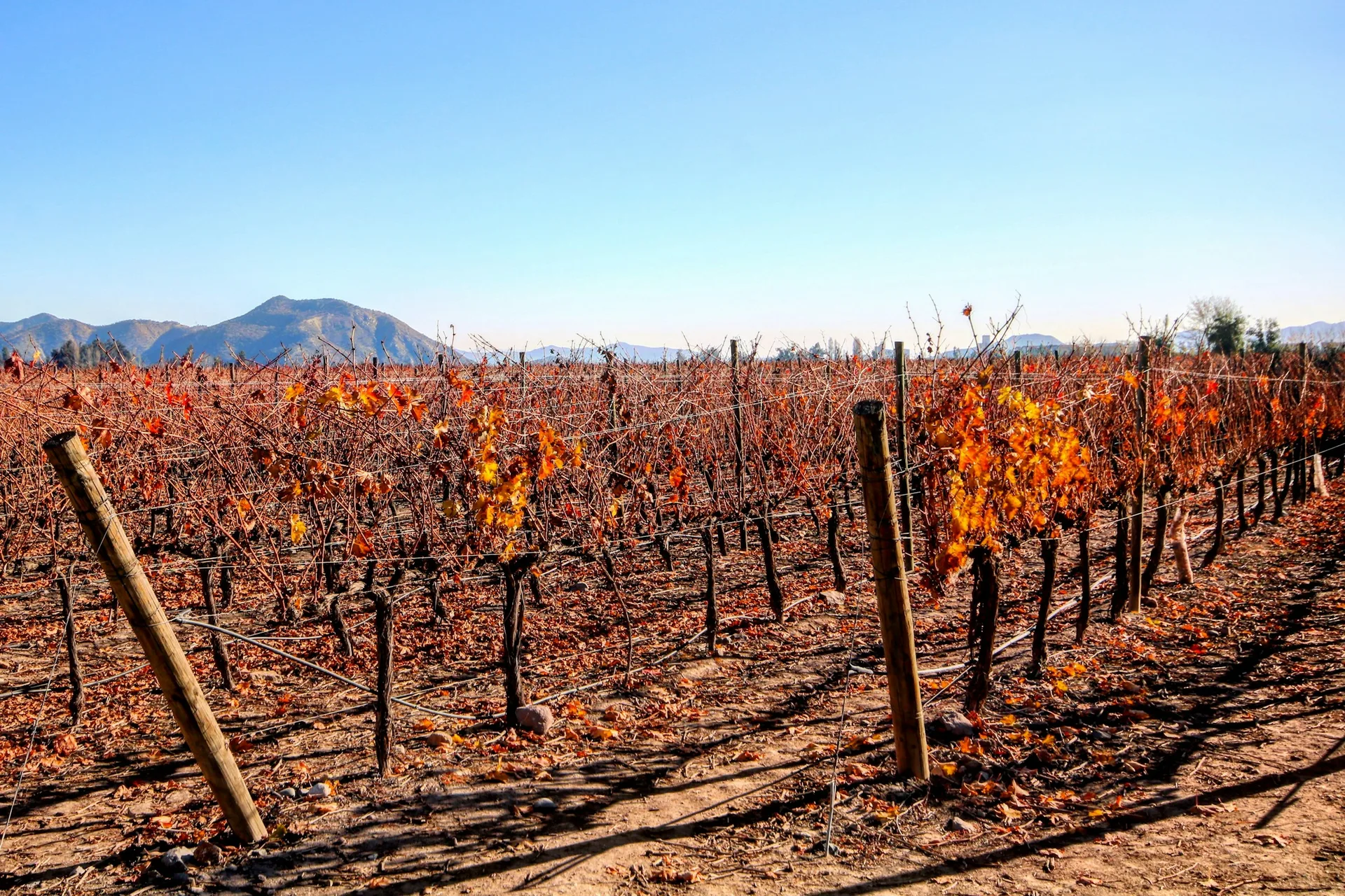 Chilean Wine Tasting