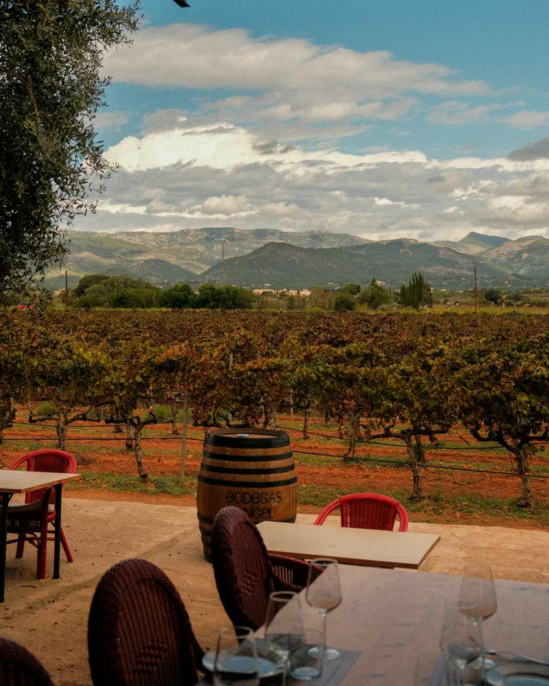 A long lunch among the vines, Chile