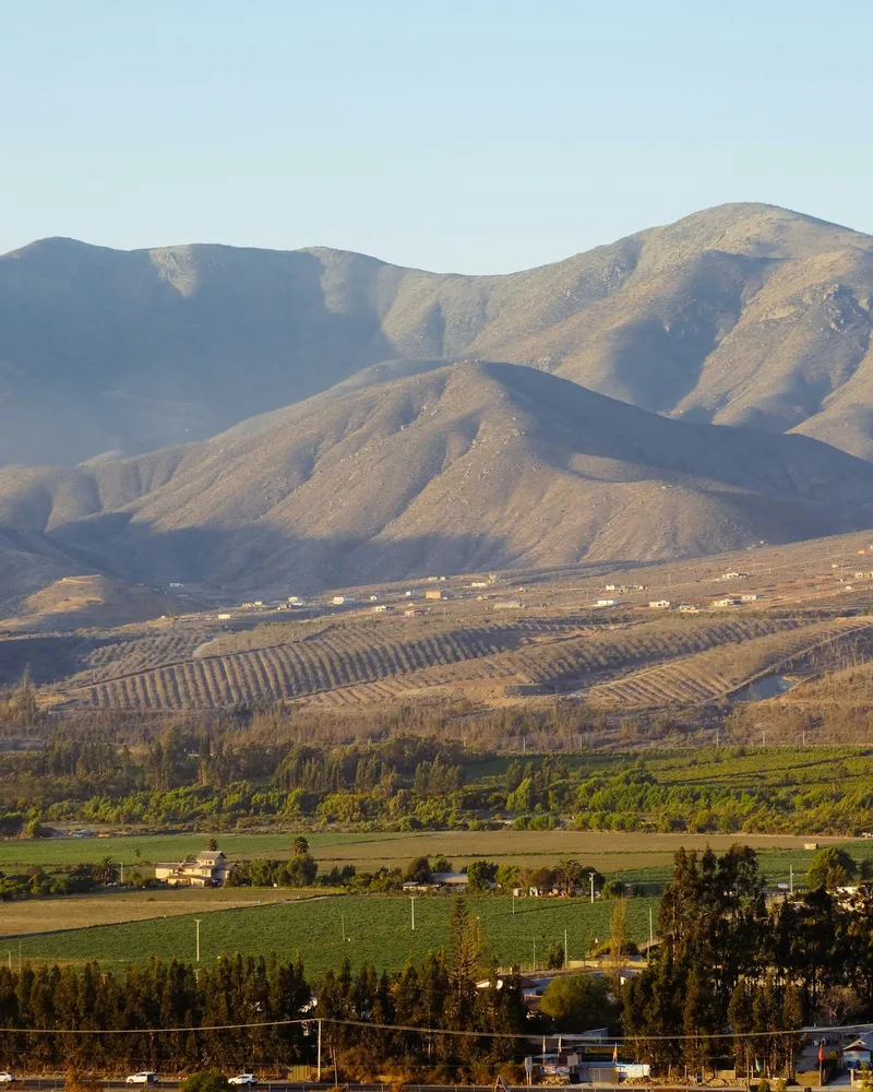 Vineyard rows running to the Andes, Chile