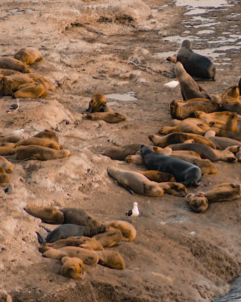 Wildlife on the rocks, Chile