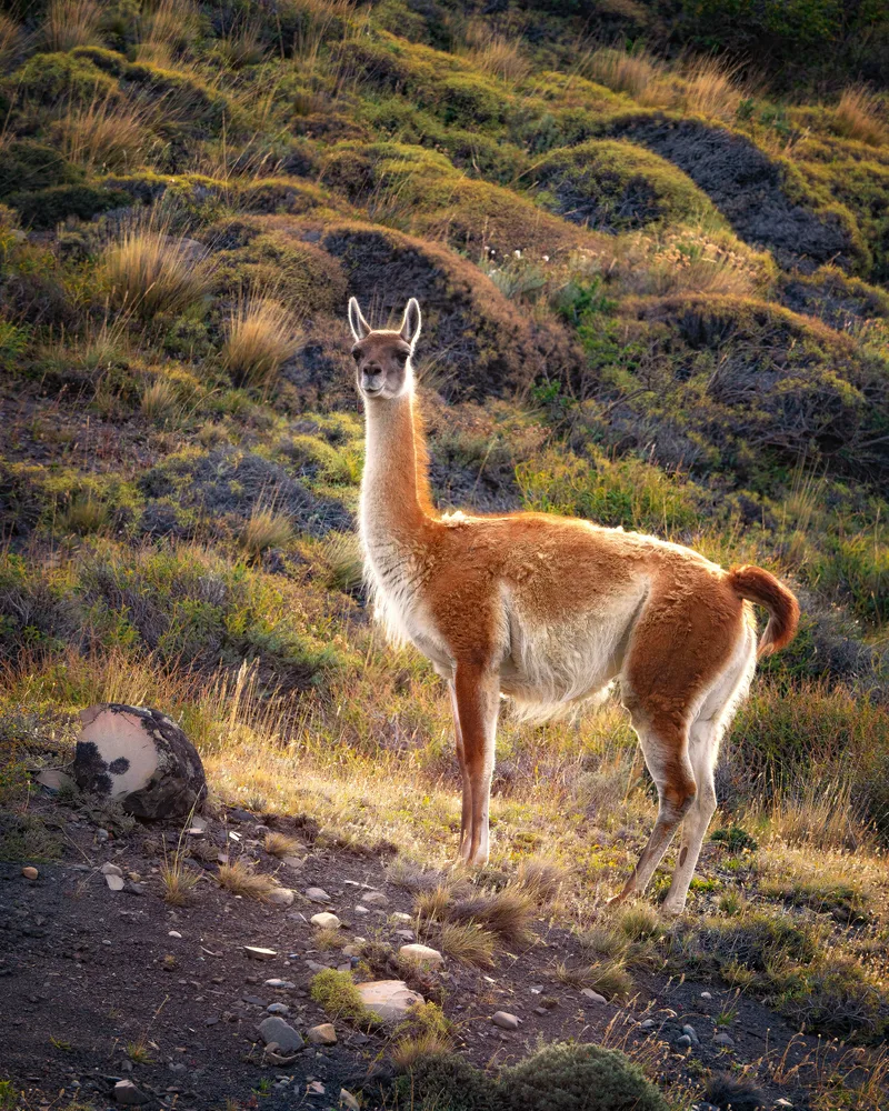 Guanacos on the steppe, Chile