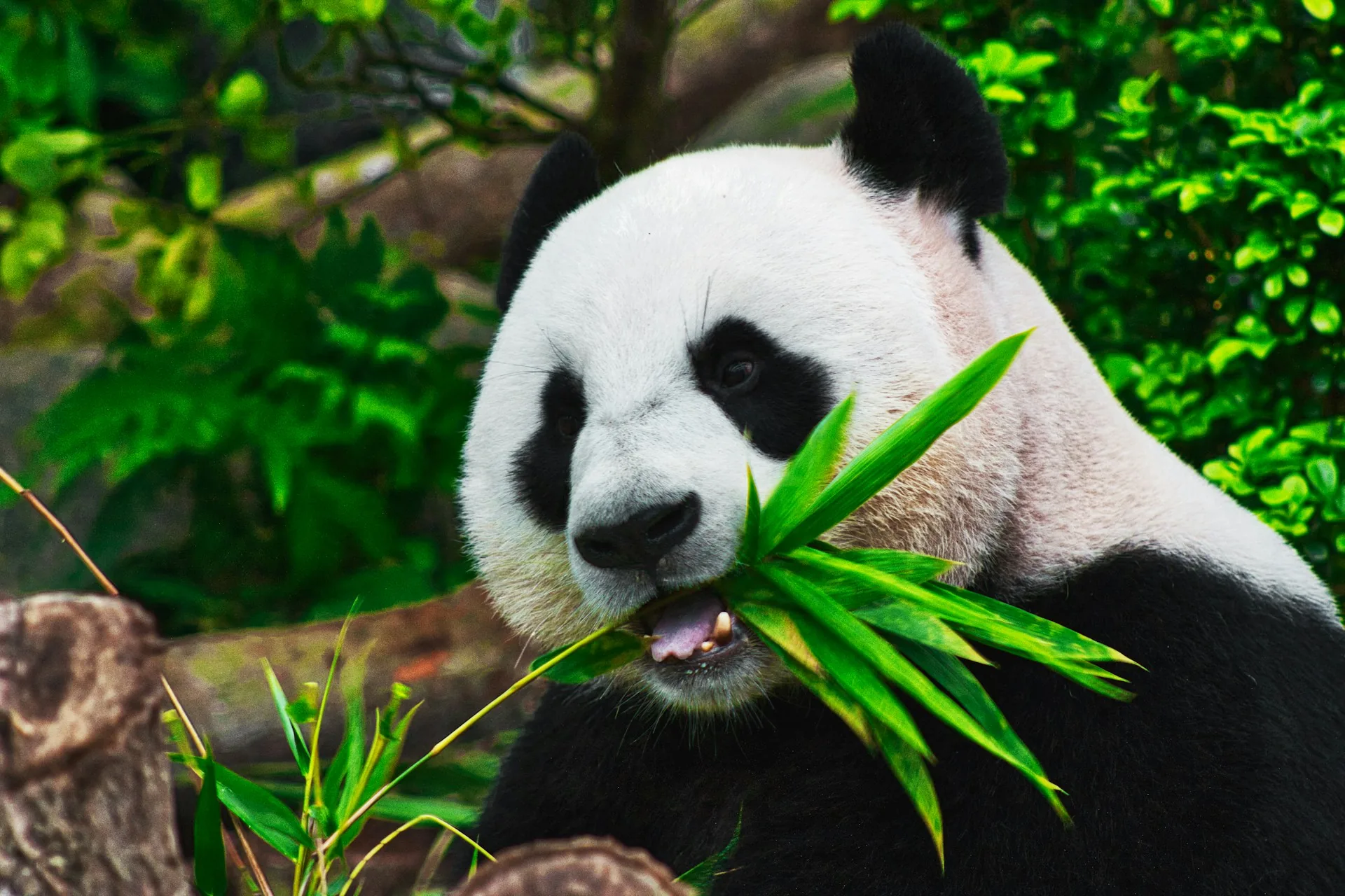 The Giant Pandas of Chengdu