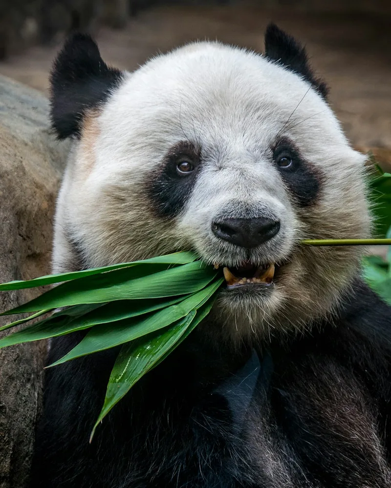 A panda at its bamboo, China