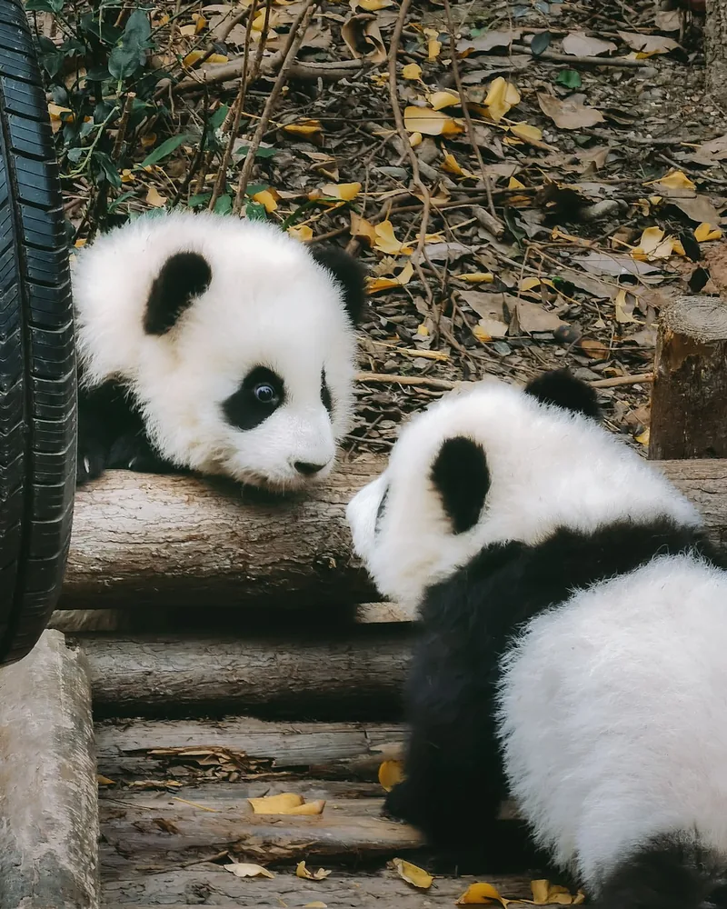 The panda cubs, China