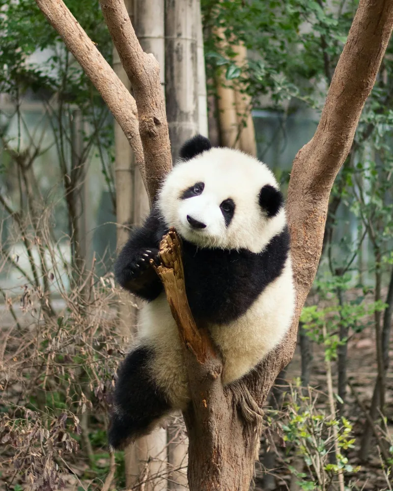 A panda up a tree, China