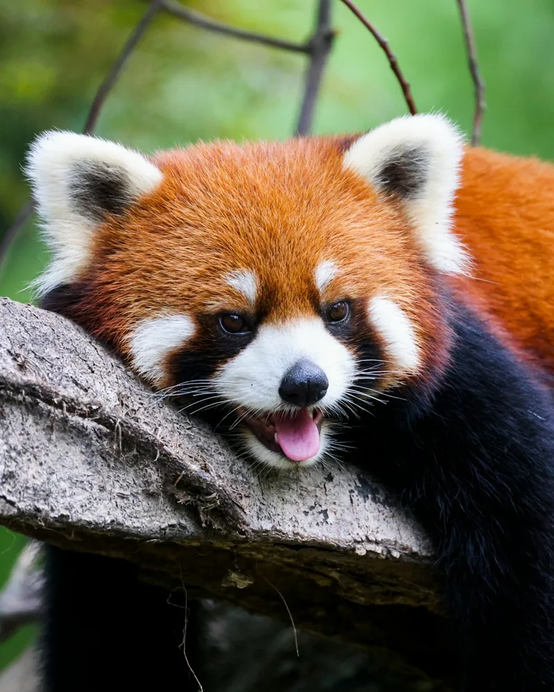 The red pandas, China