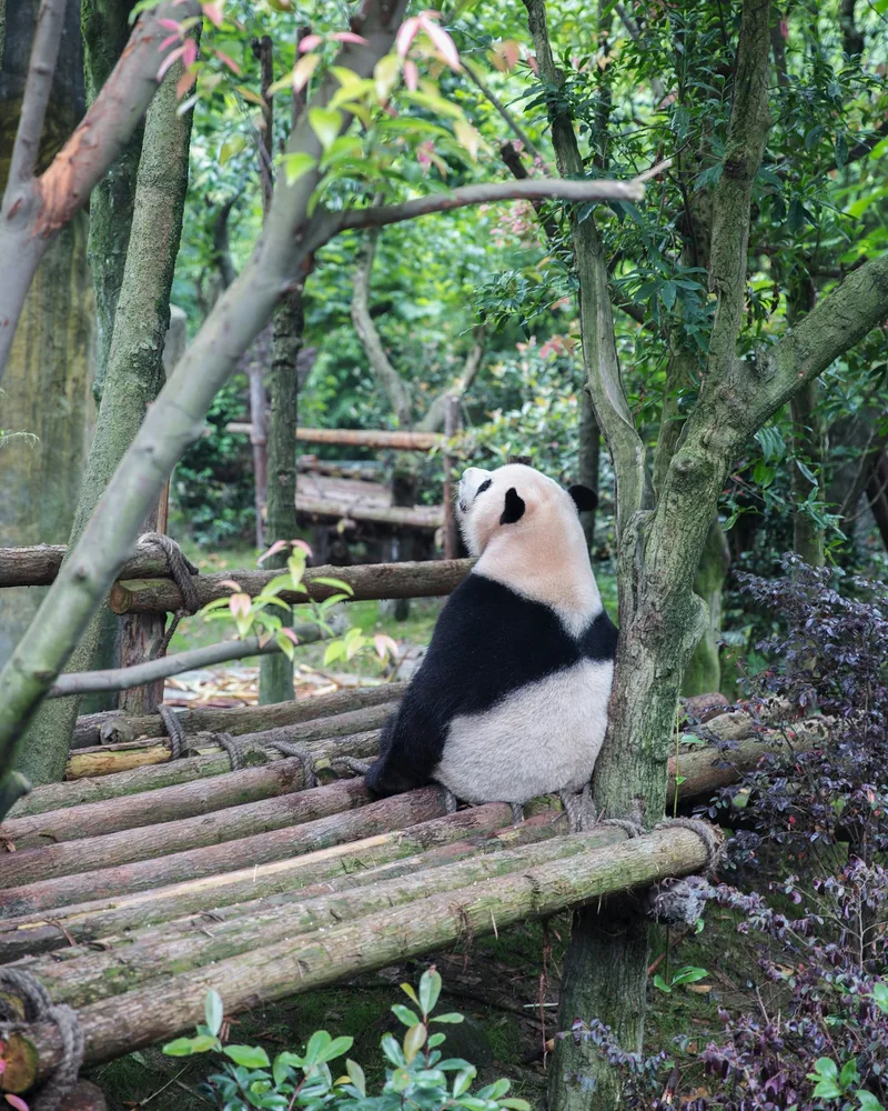 Chengdu & the pandas