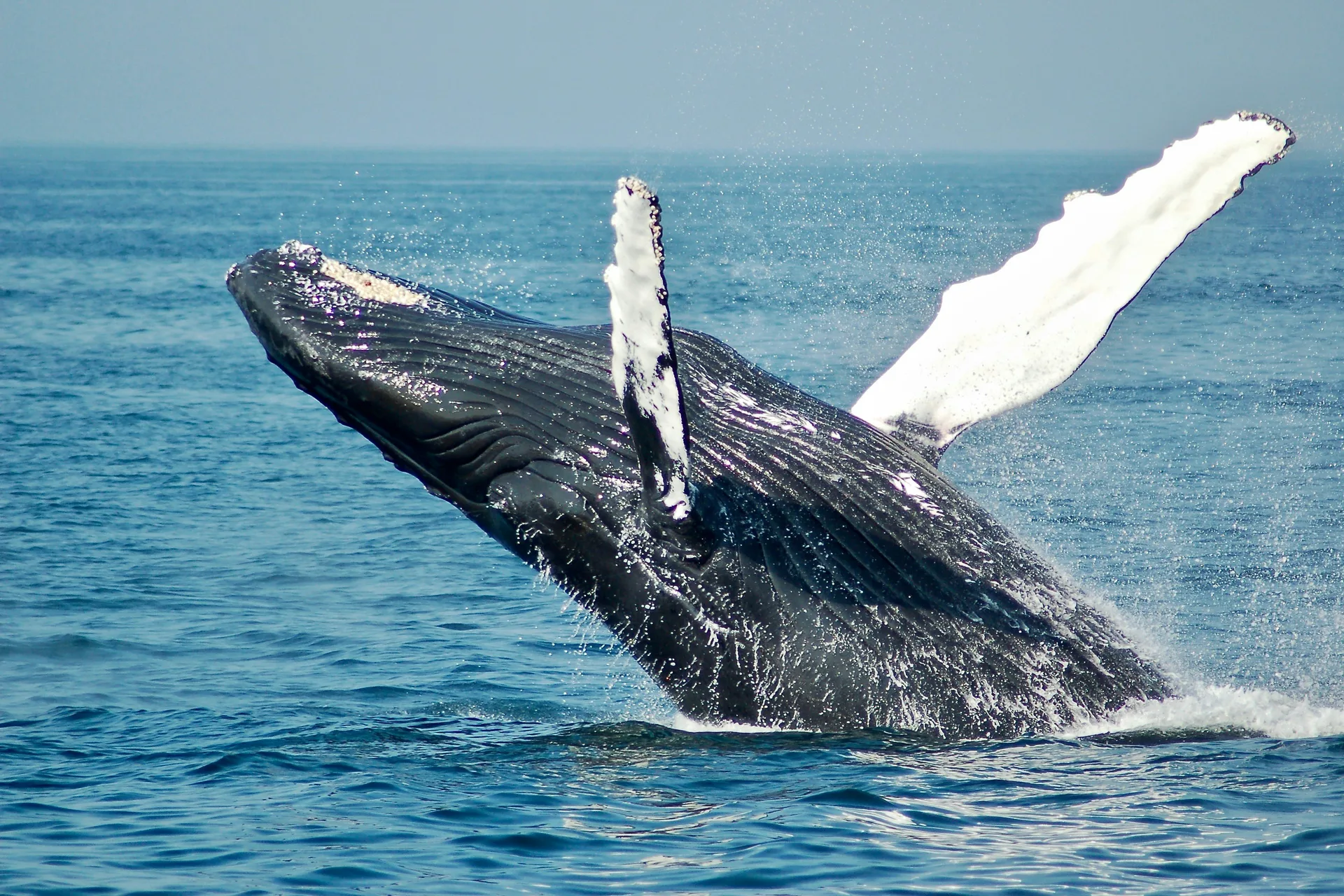 Whale Watching in Samana