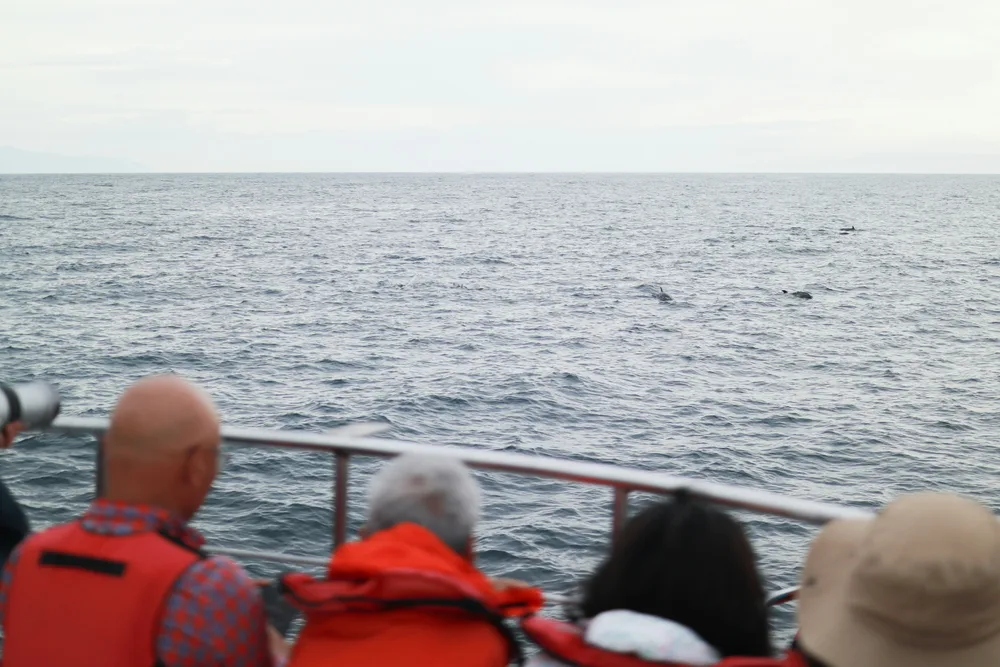 The whale season