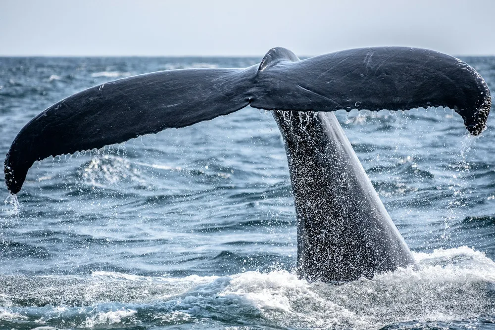 Whale Watching in Samana Bay