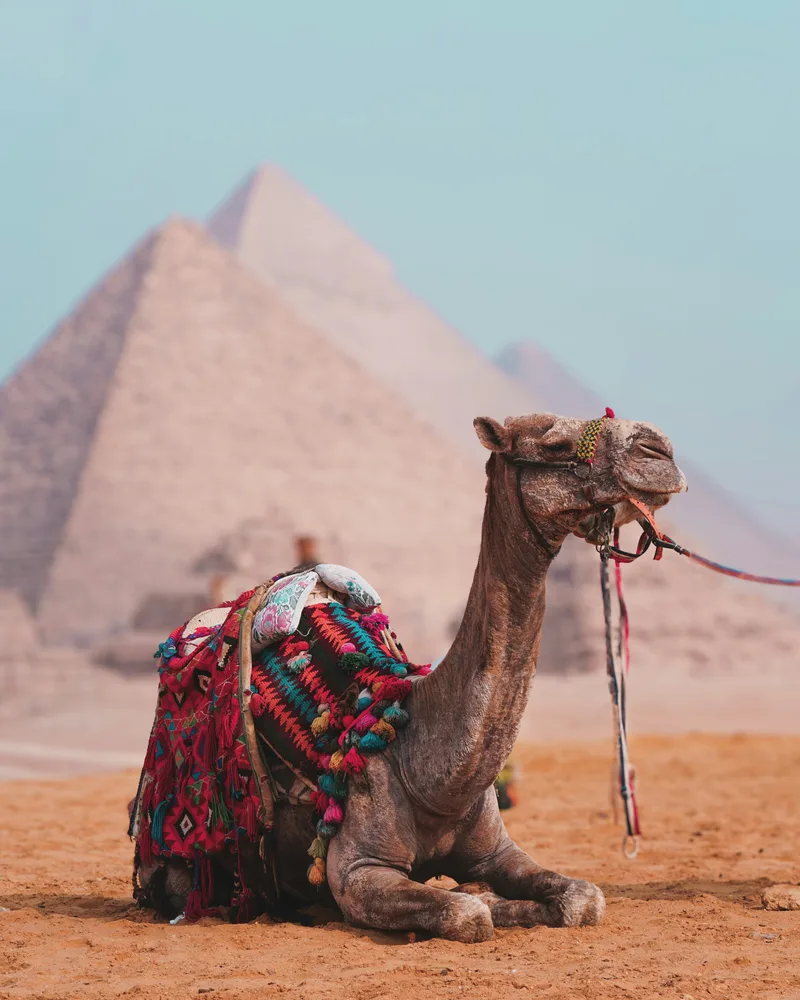 A camel on the plateau, Egypt
