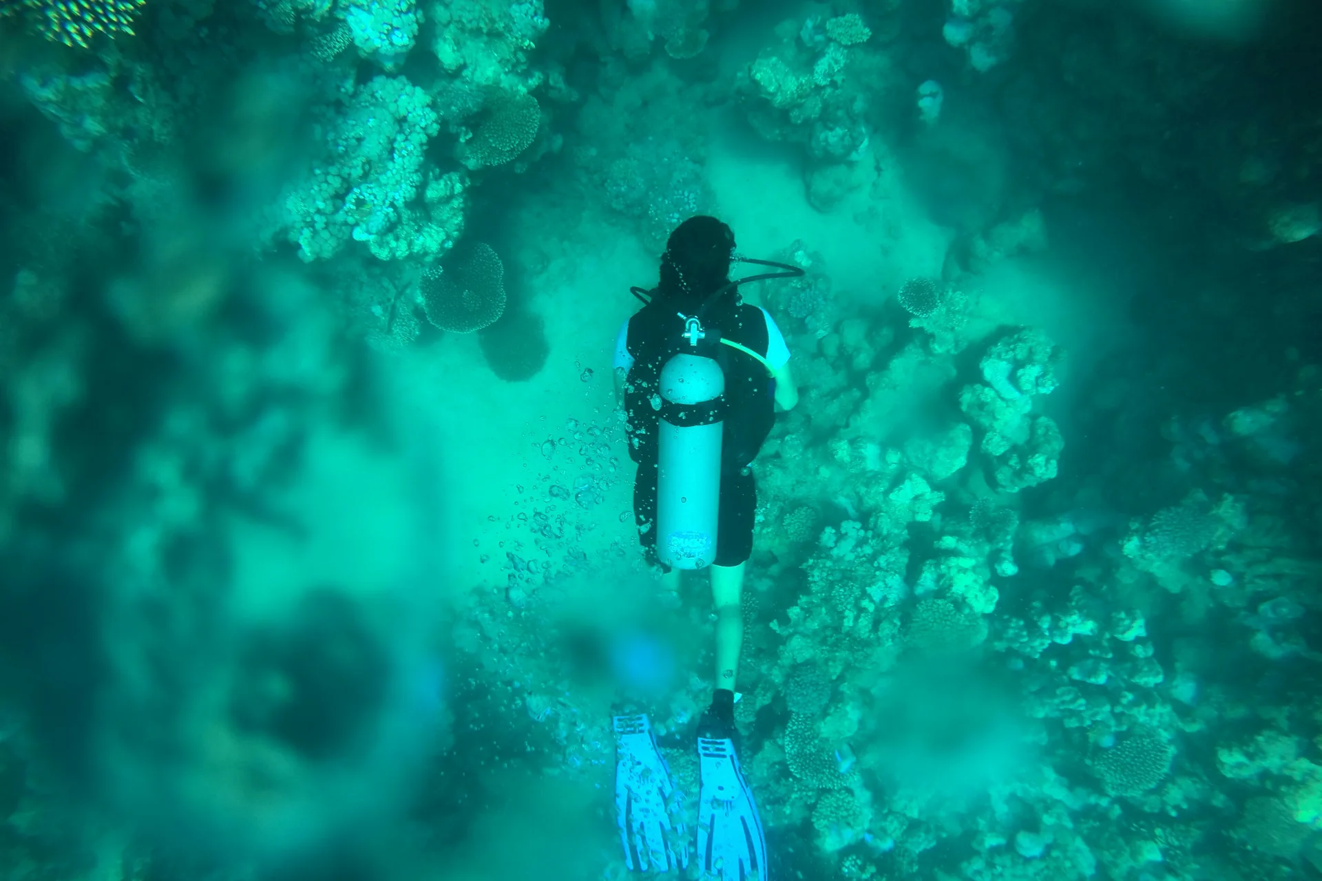 Red Sea Diving & Snorkeling