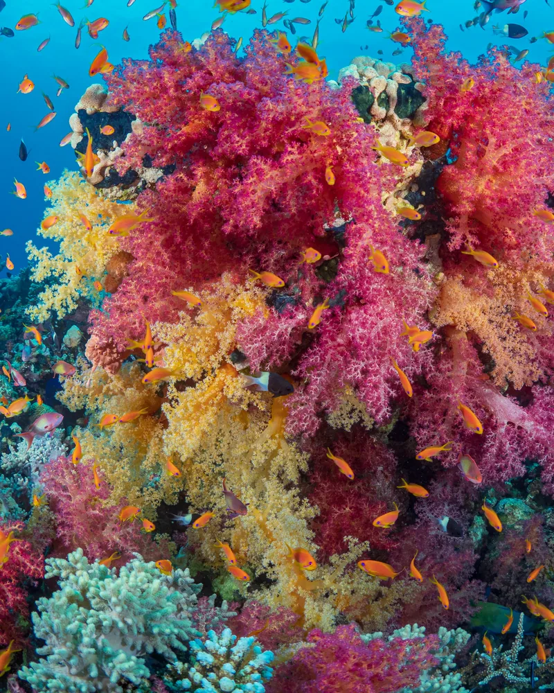 Coral reefs & walls, Egypt