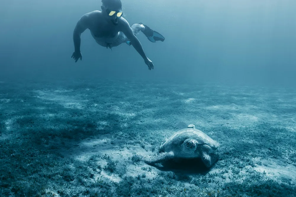 Diving or snorkeling