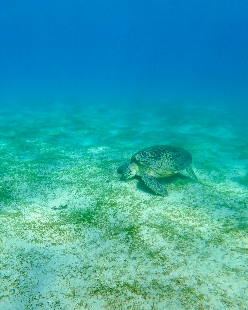 Reef fish & sea turtles, Egypt