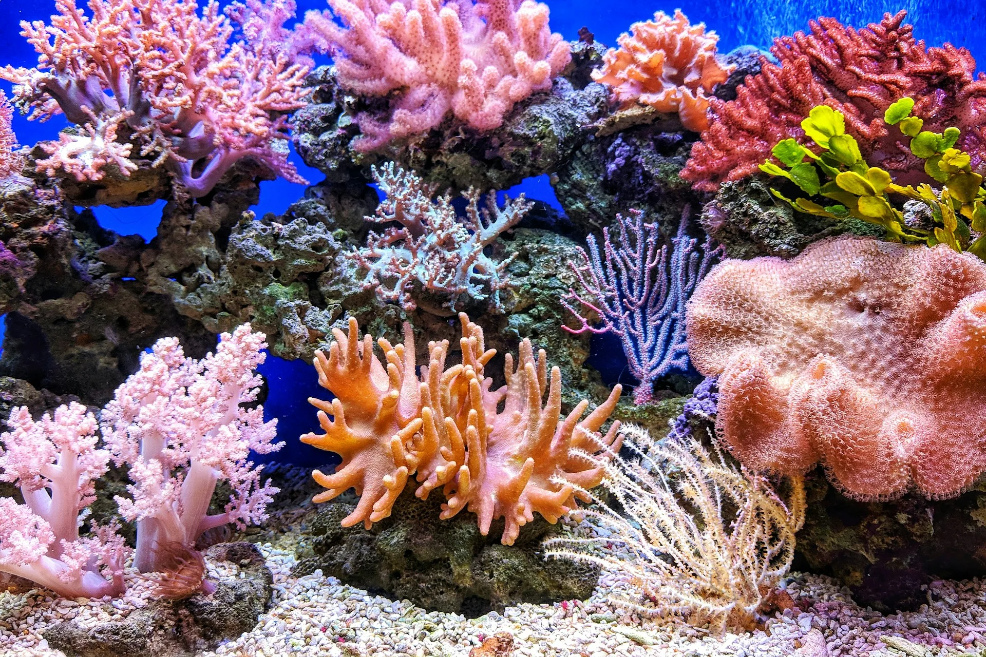 Diving Fiji's Soft Coral Reefs