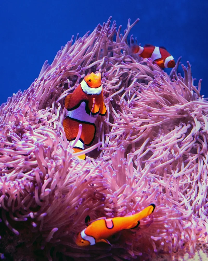 A clownfish in its anemone, Fiji