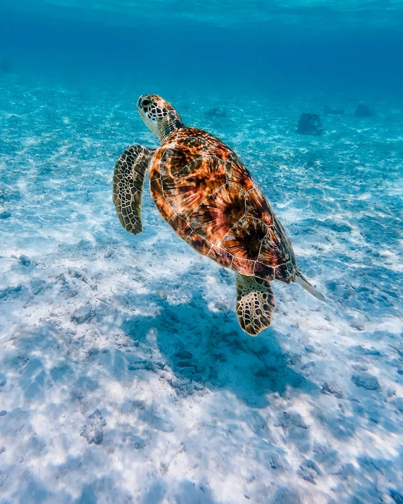 A gliding sea turtle, Fiji