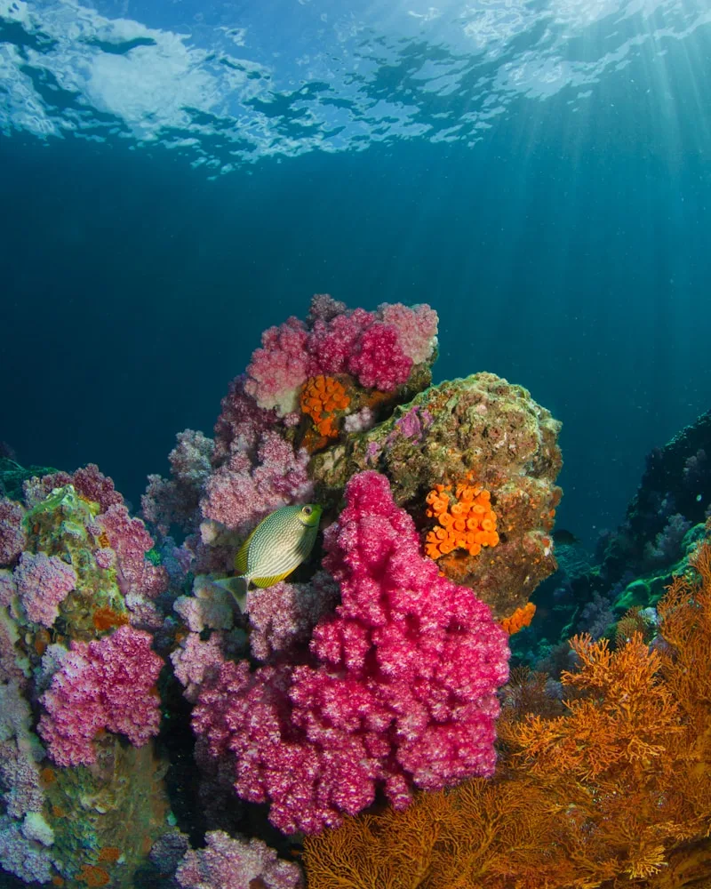 Vivid soft corals on a reef wall, Fiji