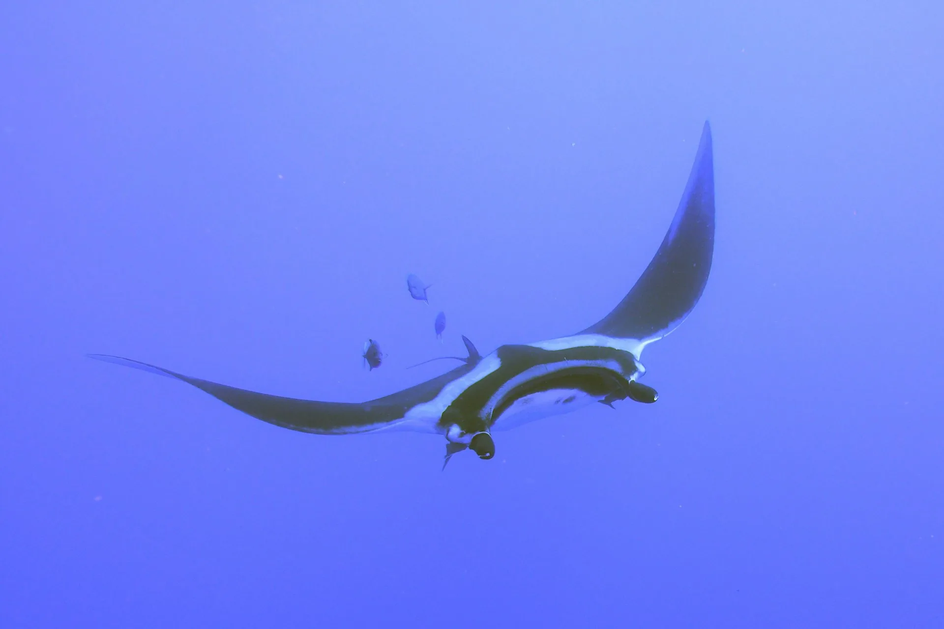 Swimming with Manta Rays
