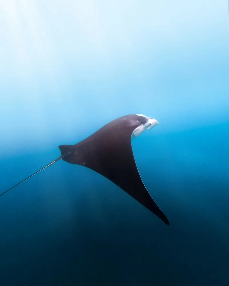 A manta ray gliding, Fiji