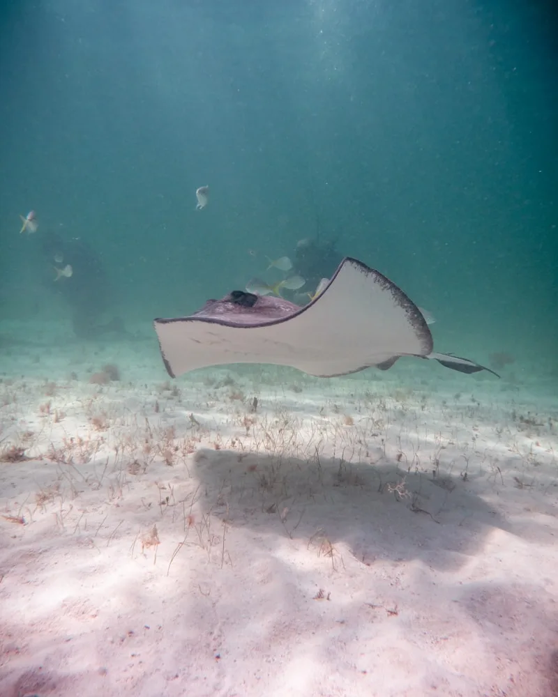 A ray over the channel floor, Fiji