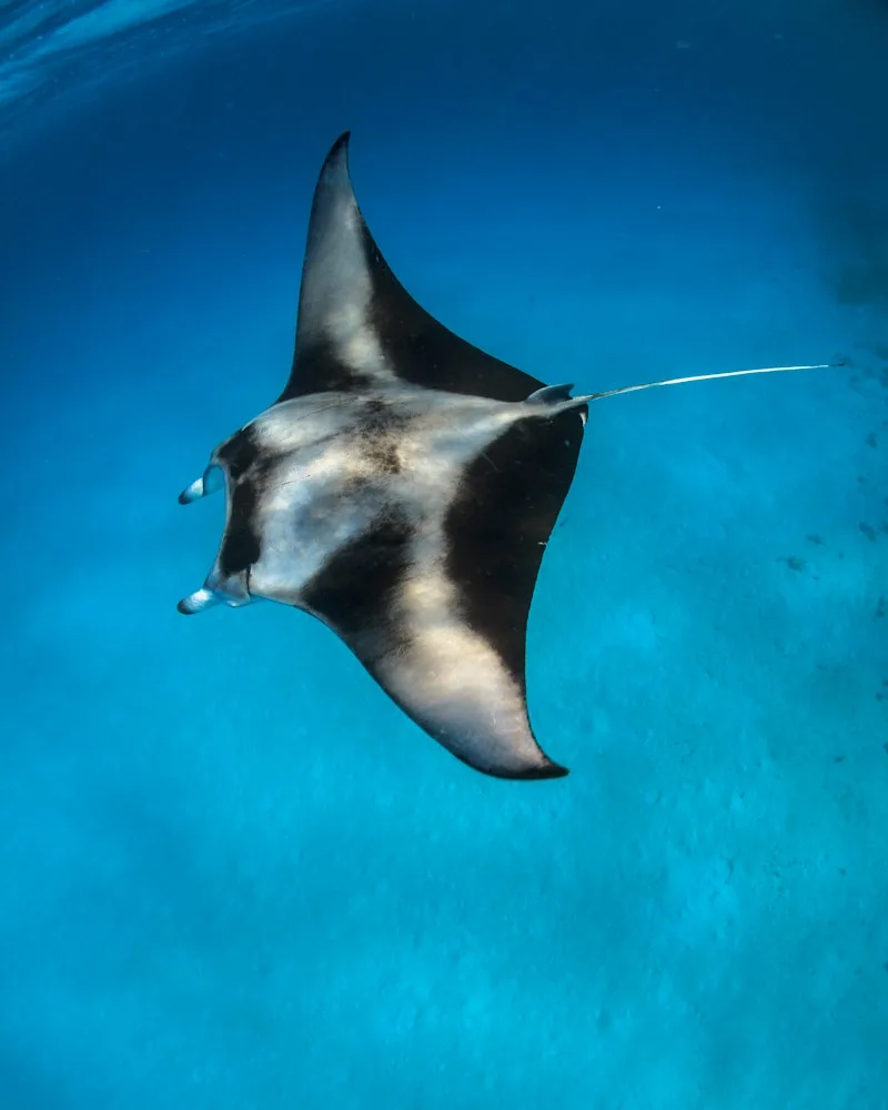 Drifting above a manta, Fiji