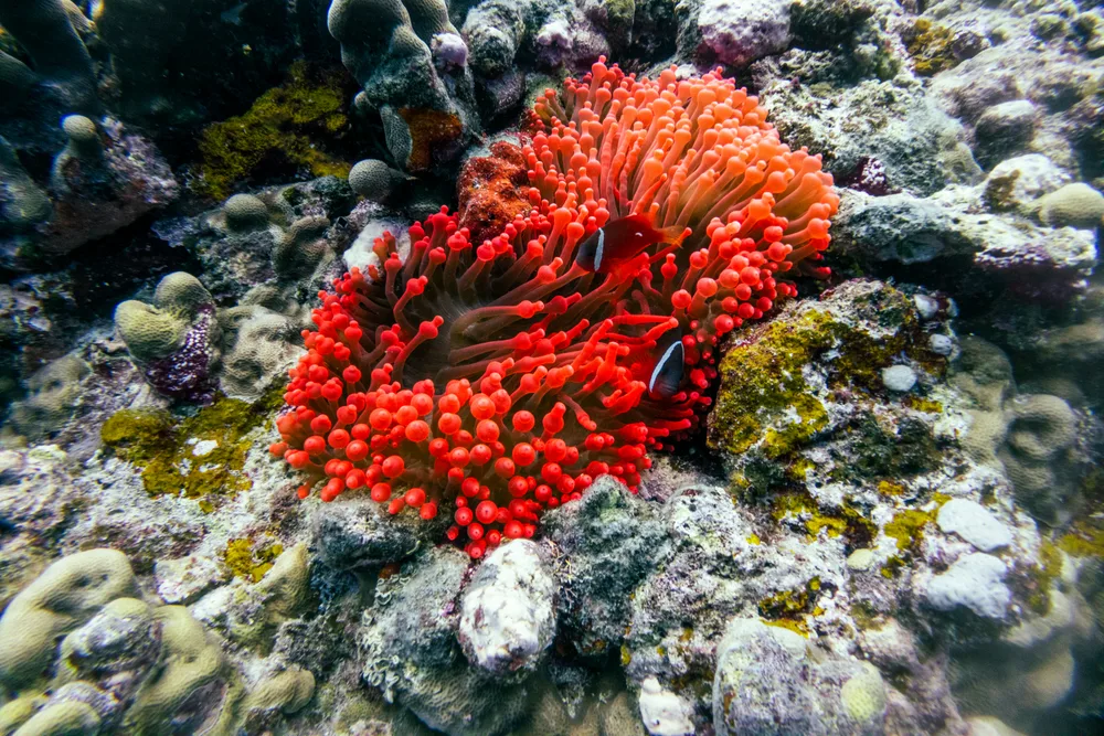 Reef snorkeling & diving
