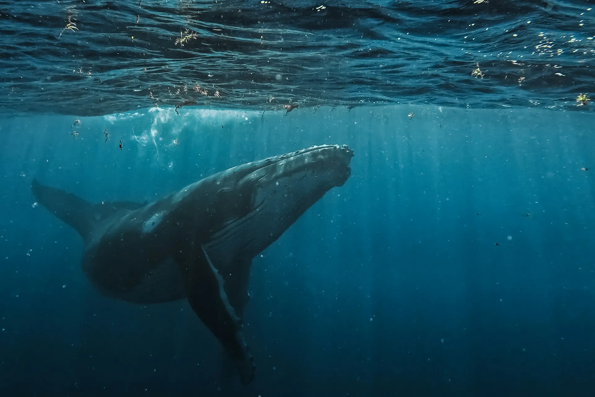 Swimming with Humpback Whales in Moorea