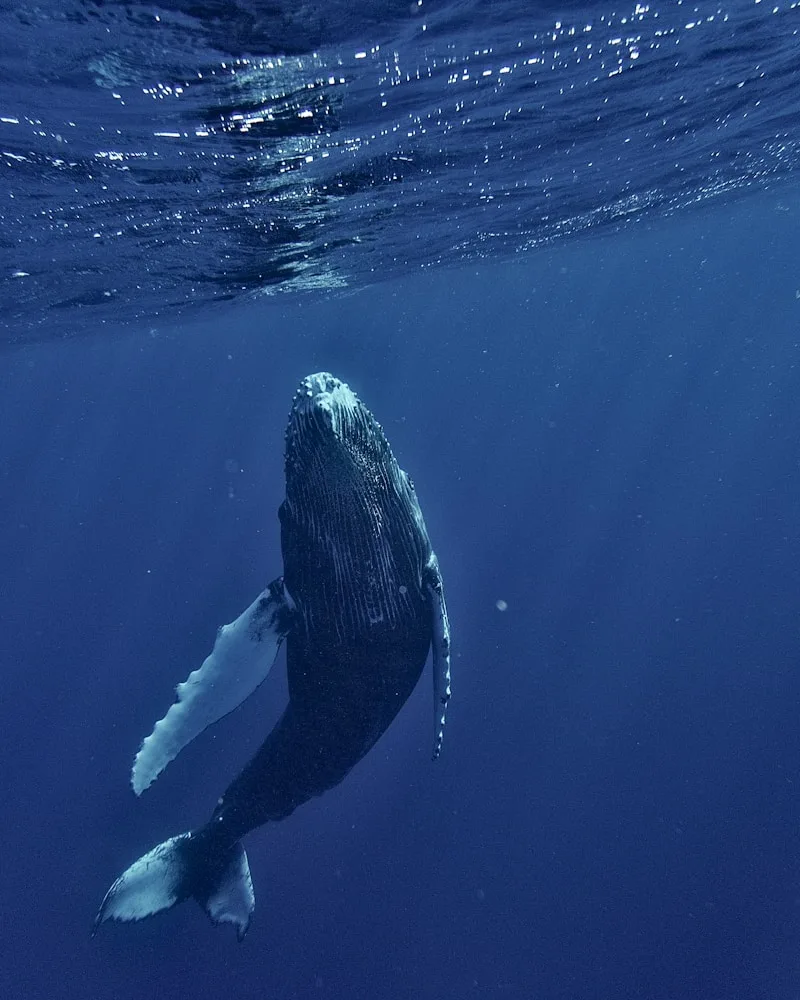 A humpback mother and calf, French Polynesia