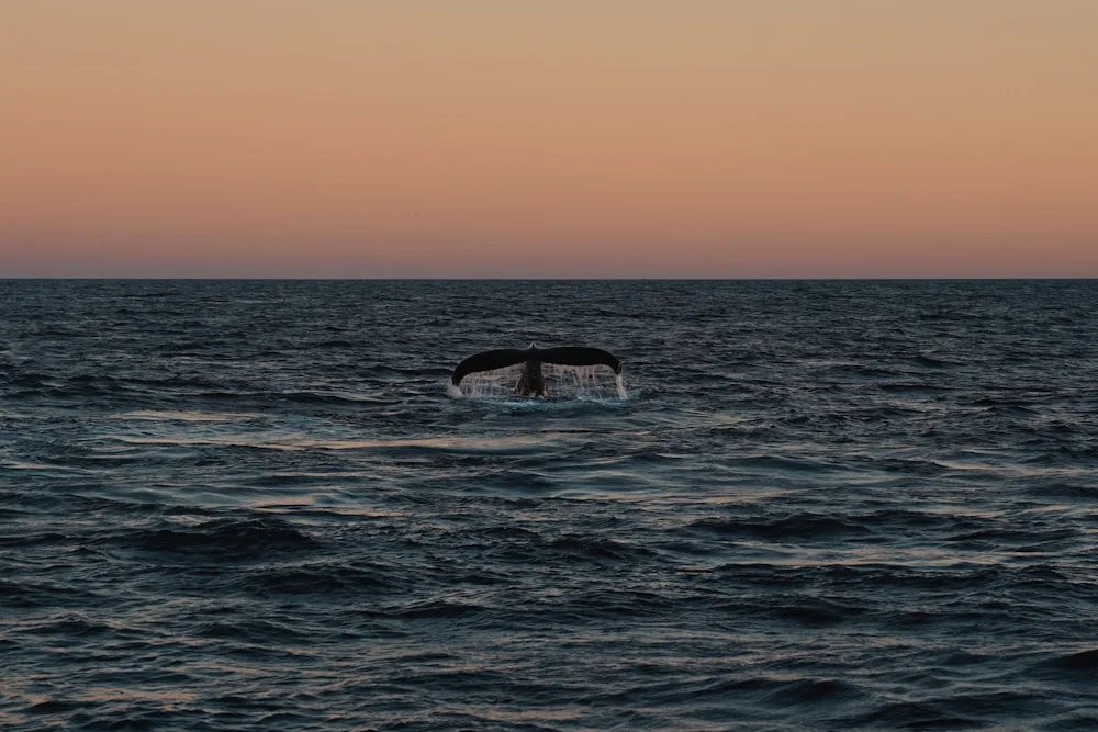 The whale season