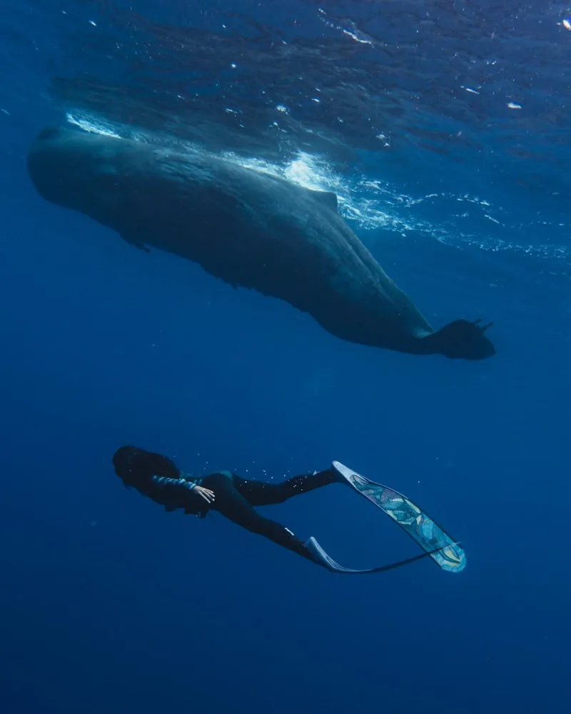 Swimming beside a whale, French Polynesia