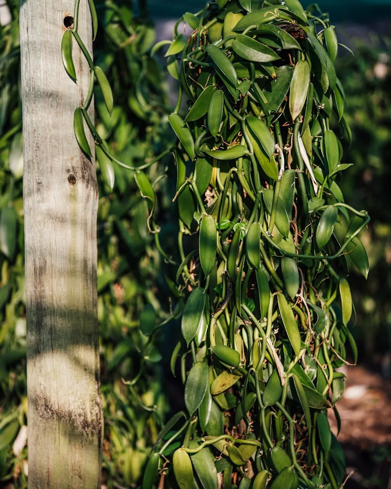 The vanilla of Taha'a, French Polynesia