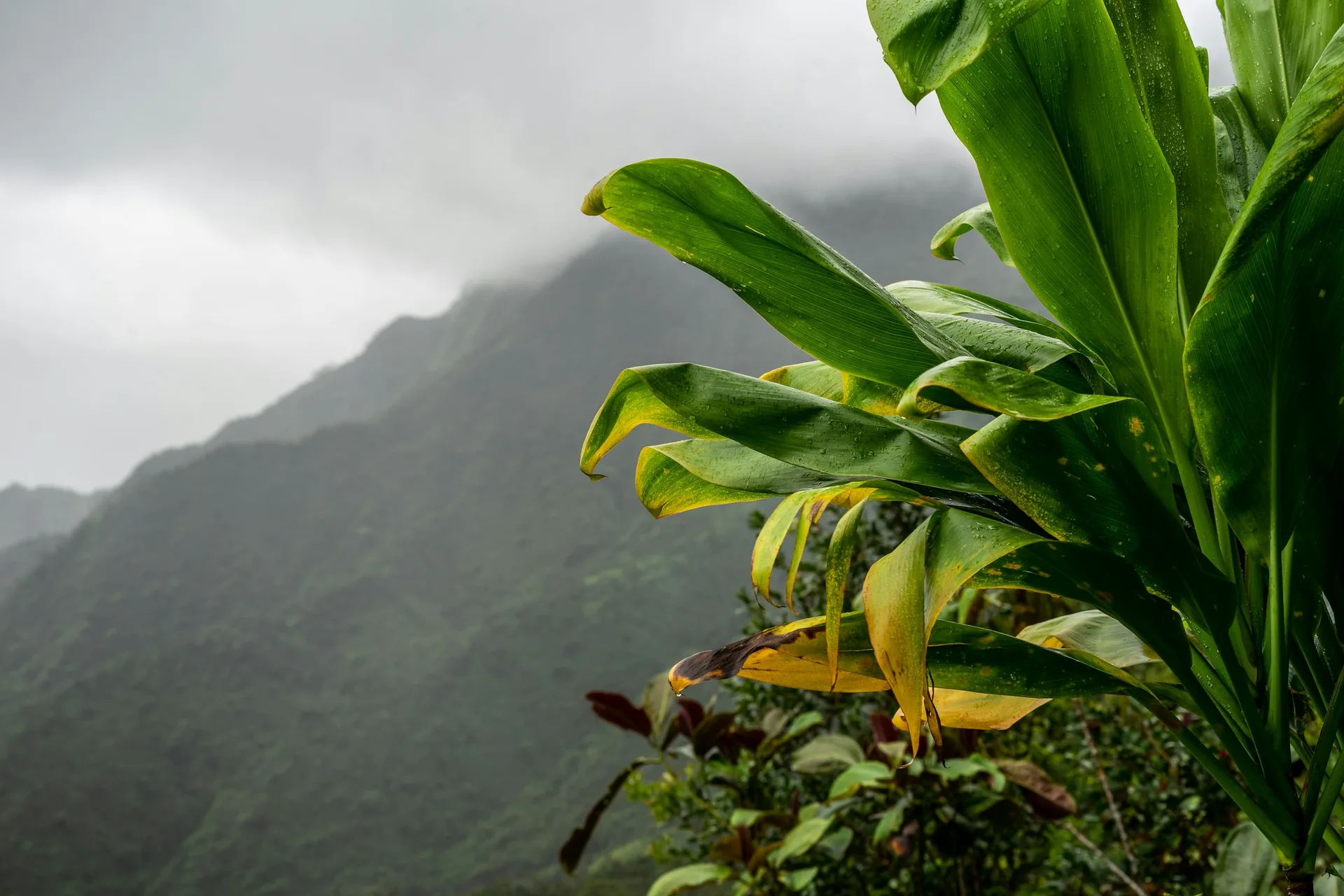 Tahiti's Waterfalls and Black-Sand Coast