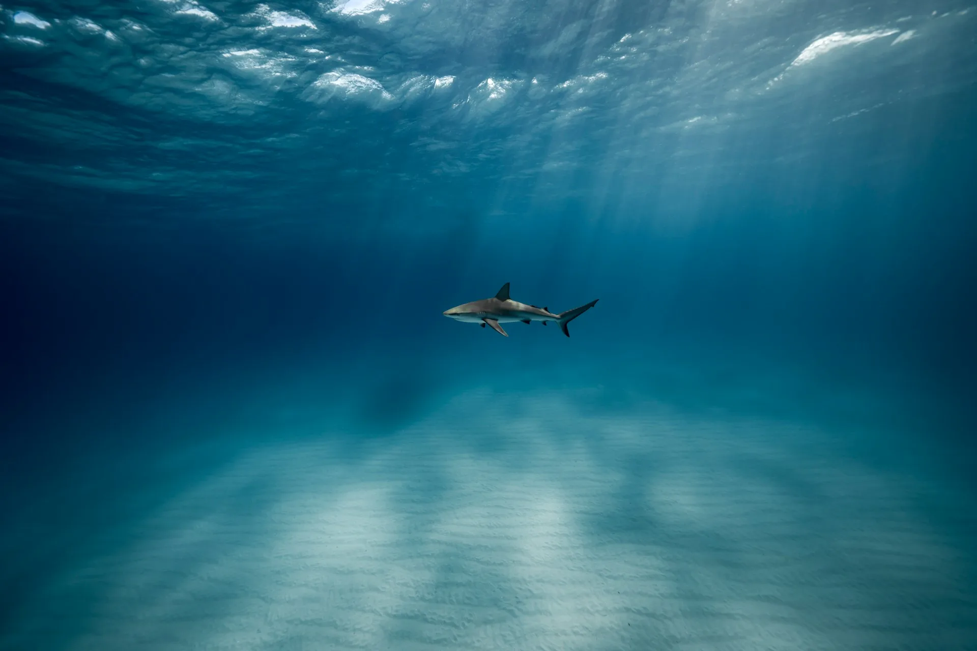 Diving the Tuamotu Atolls