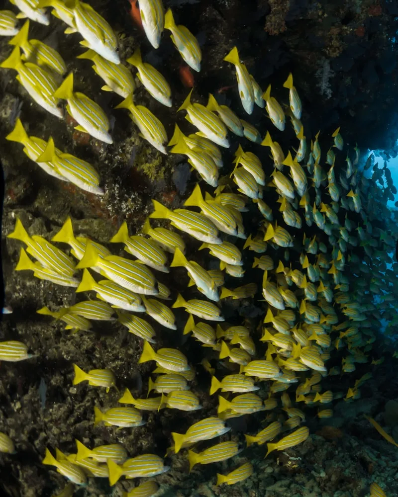 Schooling fish in the pass, French Polynesia