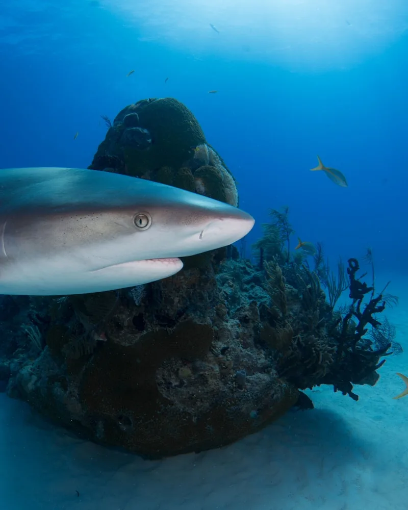 The wall of sharks, French Polynesia