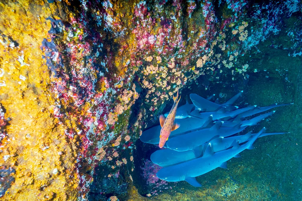 The Tuamotus: Rangiroa or Fakarava