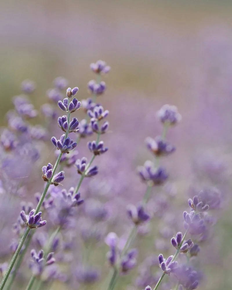 Tihany lavender, Hungary