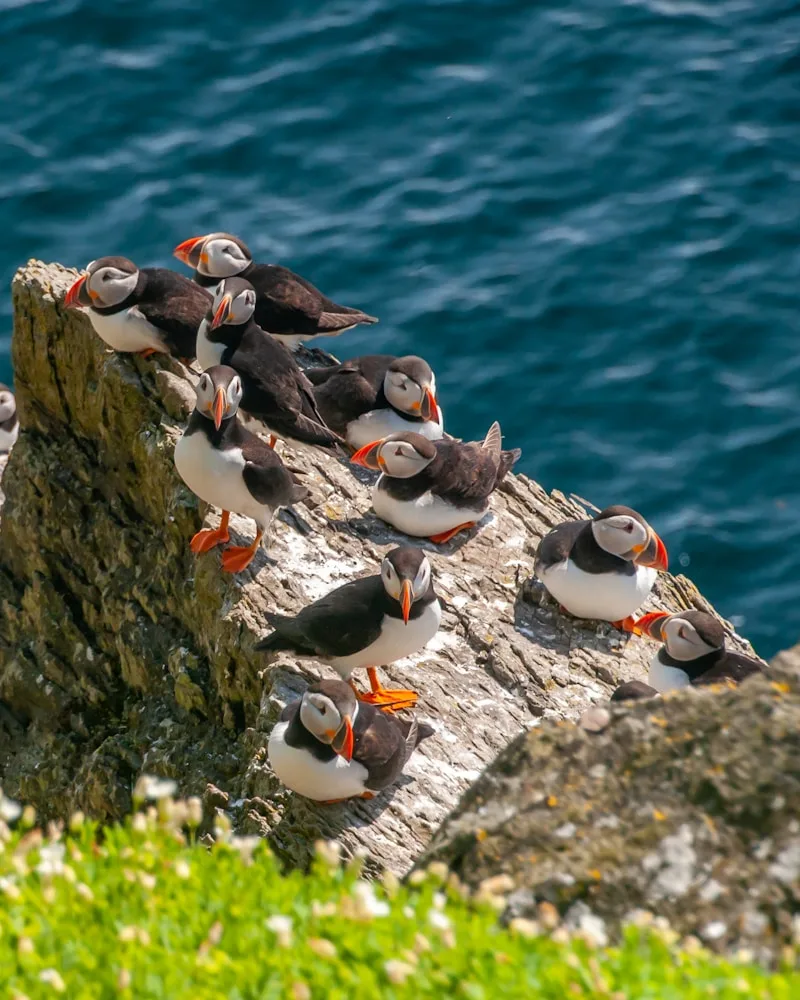 Puffins and seabirds, Ireland